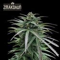 Zmäkdaun (Seedstockers) Feminiserade