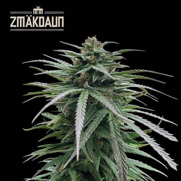 Zmäkdaun (Seedstockers) Feminiserade