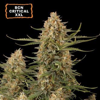 BCN Critical XXL (Seedstockers) Feminiserade