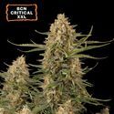 BCN Critical XXL (Seedstockers) Feminiserade