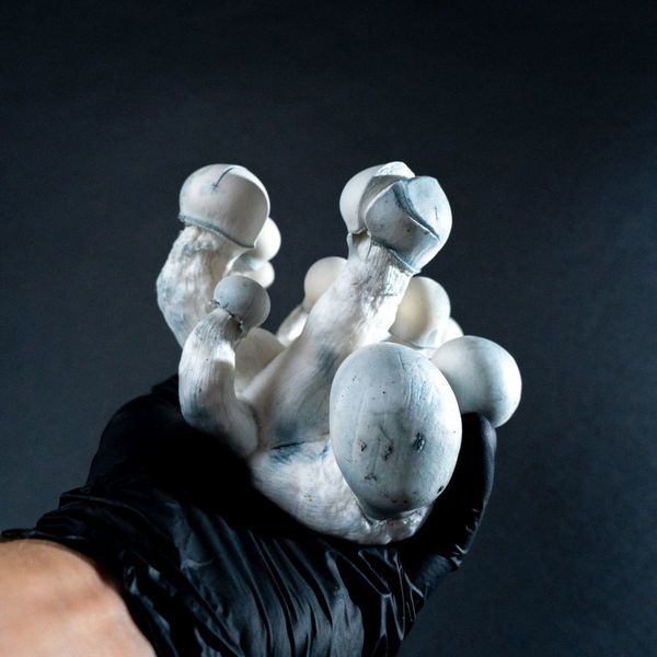 MycoBag ”Tidal Wave Ape”