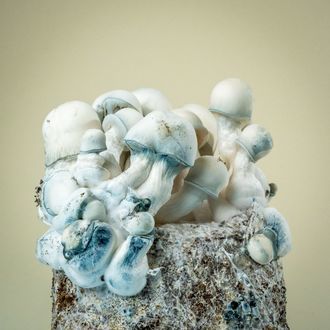 MycoBag ”Tidal Wave Ape”
