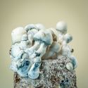 MycoBag ”Tidal Wave Ape”