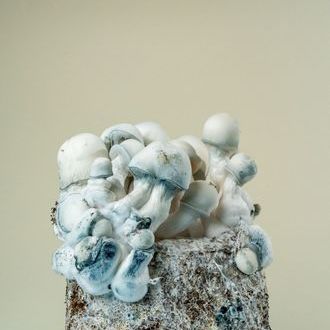 MycoBag ”Tidal Wave Ape”