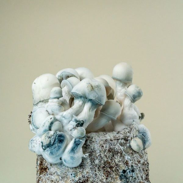 MycoBag ”Tidal Wave Ape”