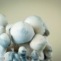 MycoBag ”Tidal Wave Ape”