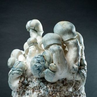 (arbetsrubrik) Mycobag Fast Tidal Wave Ape
