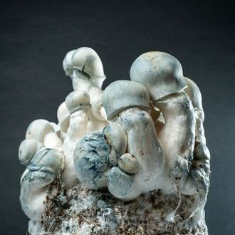 MycoBag &rdquo;Tidal Wave Ape&rdquo;