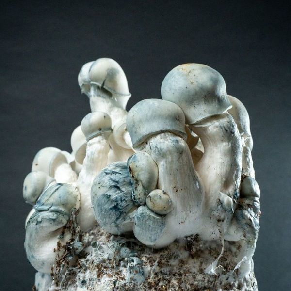 MycoBag ”Tidal Wave Ape”