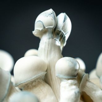 MycoBag ”Tidal Wave Ape”