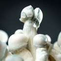 MycoBag ”Tidal Wave Ape”