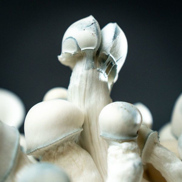 MycoBag ”Tidal Wave Ape”