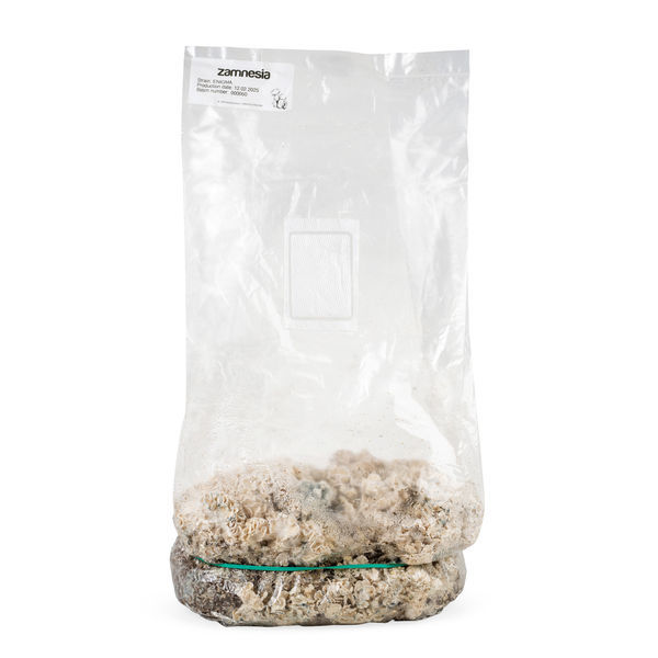 Zamnesia Ready-2-Grow Bag ”Enigma”