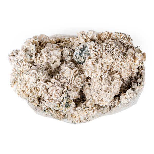 Zamnesia Ready-2-Grow Bag ”Enigma”