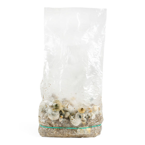 Zamnesia Ready-2-Grow Bag ”Makilla Gorilla”
