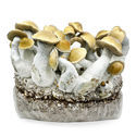 Zamnesia Ready-2-Grow Bag ”Makilla Gorilla”