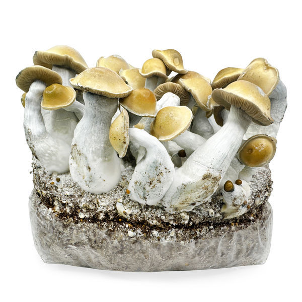 Zamnesia Ready-2-Grow Bag ”Makilla Gorilla”
