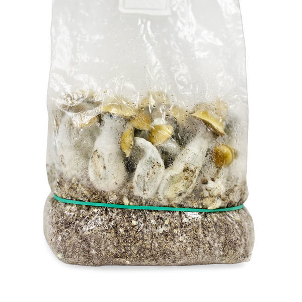 Zamnesia Ready-2-Grow Bag ”Makilla Gorilla”
