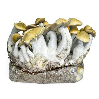 Zamnesia Ready-2-Grow Bag ”Makilla Gorilla”