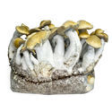 Zamnesia Ready-2-Grow Bag ”Makilla Gorilla”