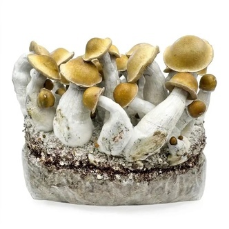 Zamnesia Ready-2-Grow Bag &rdquo;Makilla Gorilla&rdquo;