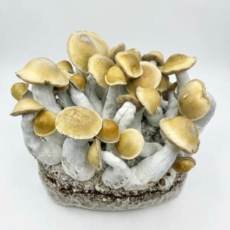 Zamnesia Ready-2-Grow Bag ”Makilla Gorilla”