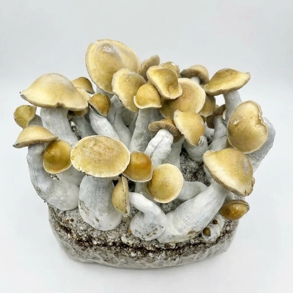 Zamnesia Ready-2-Grow Bag ”Makilla Gorilla”