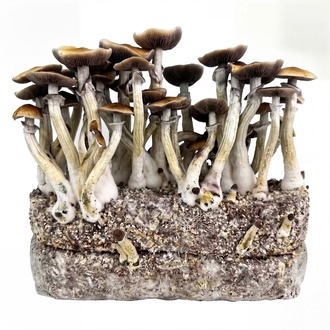 Zamnesia Ready-2-Grow Bag ”Jedi Mind Fuck”