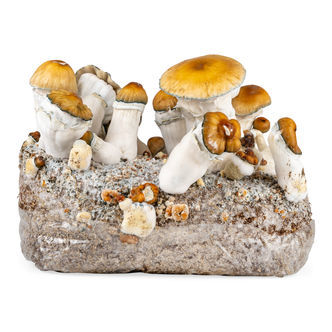 Zamnesia Ready-2-Grow-p&aring;se 'Hillbilly Pumpkin'