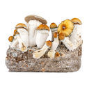 Zamnesia Ready-2-Grow Bag "Hillbilly Pumpkin"