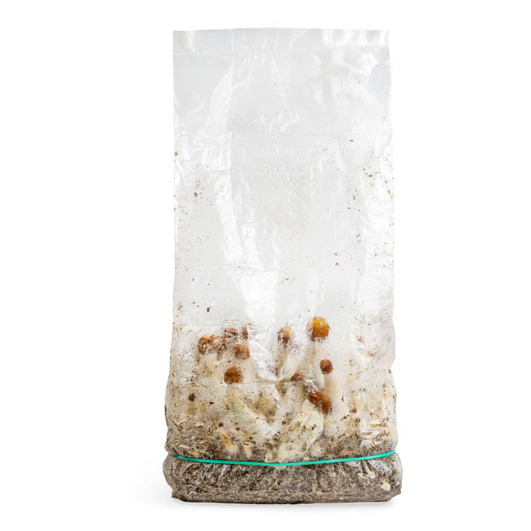 Zamnesia Ready-2-Grow Bag "MVP"