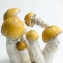 Zamnesia Ready-2-Grow Bag "MVP"
