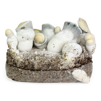 Zamnesia Ready-2-Grow-p&aring;se &rdquo;Jack Rabbit&rdquo;