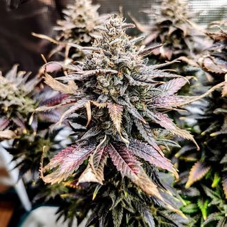Mimosa (Pure Instinto) Feminiserade