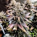Mimosa (Pure Instinto) Feminiserade