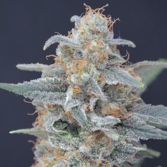 Honeyed Cream Dream (Pure Instinto) Feminiserade