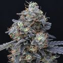 Minty Grape Kush (Pure Instinto) Feminiserade