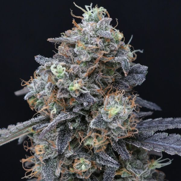 Minty Grape Kush (Pure Instinto) Feminiserade