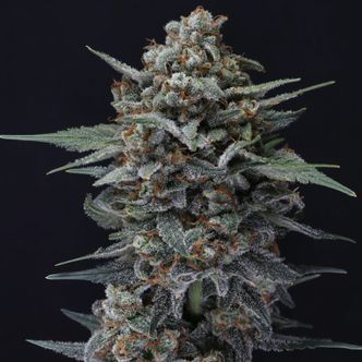 Alien Snack Auto (Pure Instinto) Feminiserade