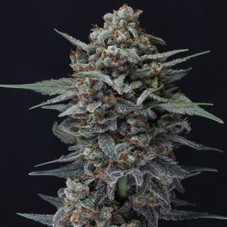 Alien Snack Auto (Pure Instinto) Feminiserade