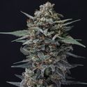 Alien Snack Auto (Pure Instinto) Feminiserade