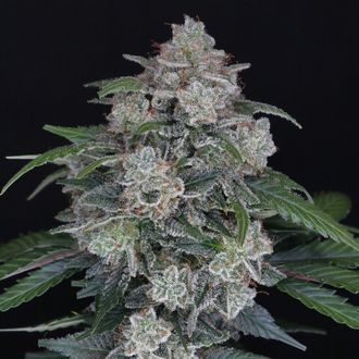 MAK OG Auto (Pure Instinto) Feminiserade