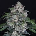 MAK OG Auto (Pure Instinto) Feminiserade