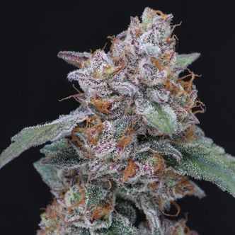 Sherbacio OG Auto (Pure Instinto) Feminiserad
