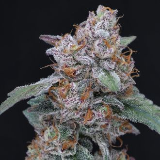 SherBacio OG Auto (Pure Instinto) Feminiserade