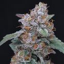 SherBacio OG Auto (Pure Instinto) Feminiserade