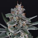 Tri-Whip Kush Auto (Pure Instinto) Feminiserade