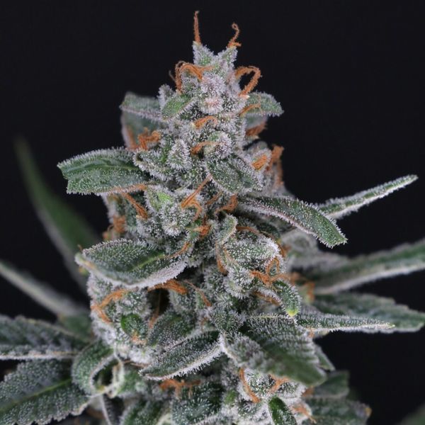 Tri-Whip Kush Auto (Pure Instinto) Feminiserade