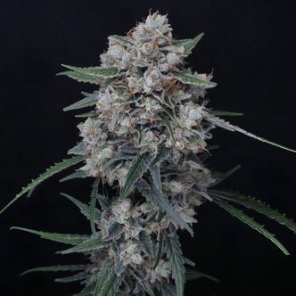 Whipped Runtz Auto (Pure Instinto) Feminiserade