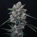 Whipped Runtz Auto (Pure Instinto) Feminiserade